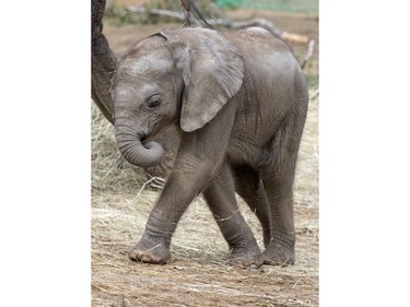 One-month-old female elephant calf Tamika walks in the elephant enclosure at the zoo in Halle, Germany, August 5, 2016.