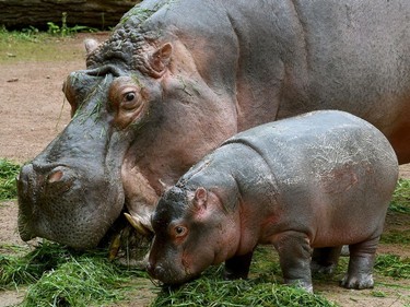 Three-and-a-half-month-old female hippopotamus baby Pumeza eats grass with its mother Cherry in the outdoor area at the Erlebnis Zoo in Hanover, Germany, August 3, 2016.