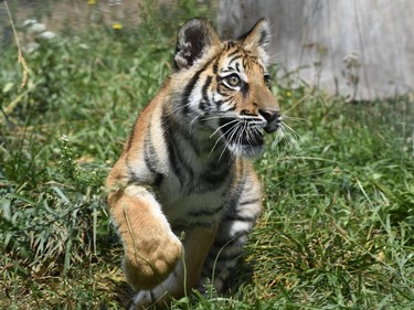 Young tiger Vengaï is seen in Saint-Martin-La-Plaine between Lyon and Saint-Etienne, France, August 18, 2016.