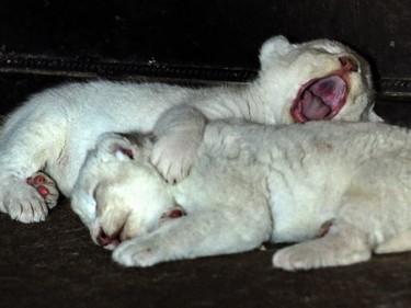 Two white lion cubs born on July 28, 2016 sleep at the Tbilisi Zoo in Tblisi, Georgia on August 3, 2016.