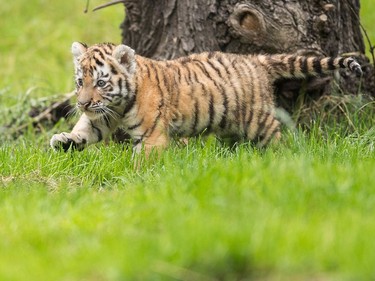 A six-week-old tiger walks in its enclosure in the Duisburg Zoo in Germany, August 12, 2016.