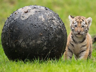 A six-week-old tiger sits in its enclosure in the Duisburg Zoo in Germany, August 12, 2016.