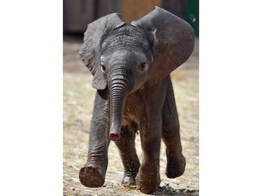 Three-week-old baby elephant Ayo runs through his enclosure on August 21, 2016 at the Bergzoo Zoo in Halle (Saale) near Leipzig, Germany.