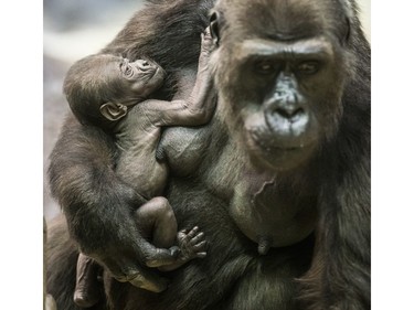 Gorilla Kira holds her two-week-old baby at Moscow Zoo in Moscow, Russia, August 4, 2016.