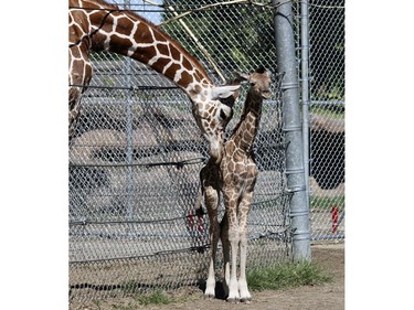 A newborn giraffe calf (R) is visited by her big brother, Mpenzi, at the Detroit Zoo in Royal Oak, Michigan, August 7, 2016.