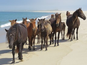 No Caption Found
224441426-Sable_Island_-_IMG_1385-1--W.jpg