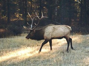 A bull elk grazing on pasture land.