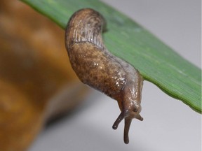 Grey garden slug hangs upside down.