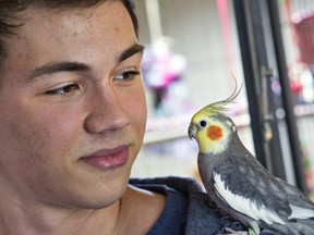 Evan Krone rescued this cockatiel in the area of College Drive at St. Thomas More's College Sunday and has now taken to the web in an attempt to find the bird's owner, August 24, 2016.