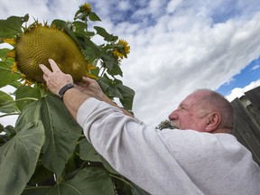 Len Bueckert is dwarfed by his sunflower plants in his backyard.
