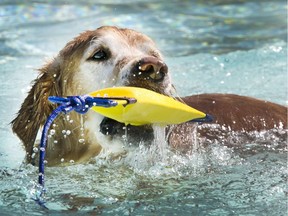 The annual Dog Days of Summer pool party at Mayfair Pool was very refreshing for dogs like Taylor, and time for a good game of fetch, August 29, 2016.