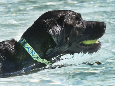 The annual Dog Days of Summer pool party at Mayfair Pool was very refreshing for dogs like Mike, and time for a good game of fetch, August 29, 2016.