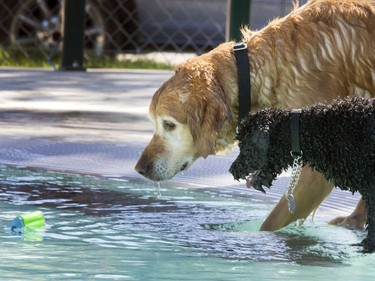 The annual Dog Days of Summer pool party at Mayfair Pool for dogs like Taylor  and Pint it was very refreshing and time for a hesitant game of fetch, August 29, 2016.