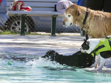 The annual Dog Days of Summer pool party at Mayfair Pool was very refreshing for dogs like Taylor (R) and Pint, and time for a hesitant game of fetch for some, August 29, 2016.