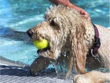 The annual Dog Days of Summer pool party at Mayfair Pool for dogs like Dory it was very refreshing and time for a hesitant game of fetch, August 29, 2016.