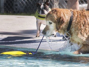 The annual Dog Days of Summer pool party at Mayfair Pool for dogs like Taylor it was very refreshing and time for a hesitant game of fetch, August 29, 2016.