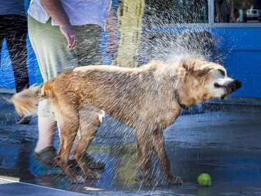The annual Dog Days of Summer pool party at Mayfair Pool for dogs like Taylor it was very refreshing and a day to get cleaned up, August 29, 2016.