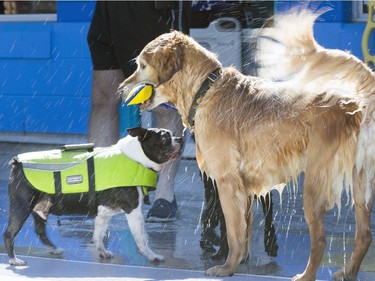 The annual Dog Days of Summer pool party at Mayfair Pool for dogs like Zues and Taylor it was very refreshing and time for a good game of fetch, August 29, 2016.