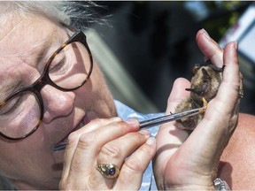 Melanie Elliott is Saskatoon's "bat lady". She swoops in to save the critters when they're injured, orphaned or hanging out in a home they're not welcome in. Melaine is pictured feeding non-releasable bats Batrick and Elizabat mealworms.