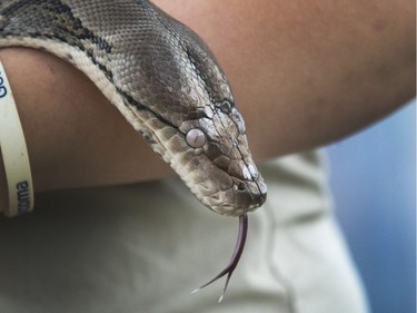 Snakes at the Dinosaur exhibit on the Saskatoon Ex midway, August 9, 2016.