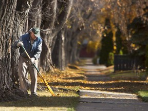 A gentleman spends part of the cooler early afternoon raking up the seemingly endless job of raking leaves from the giant elm trees at 7th St. E., October 24, 2013.