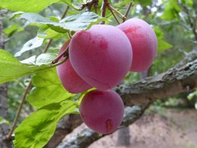 Tree-ripe Pembina plums.