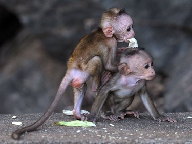Baby monkeys look on at the Rangiri Dambulla Rajamaha Viharaya Buddhist pilgrimage site in Dambulla, Sri Lanka, August 29, 2016.
