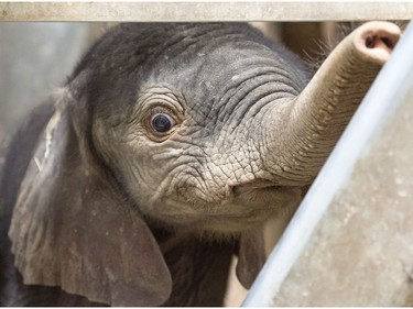A newborn male elephant calf looks out of the elephant enclosure in Halle, Germany, August 5, 2016.