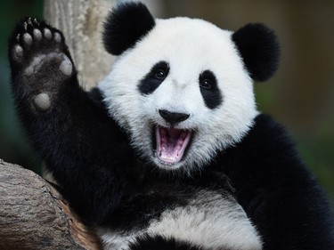 One-year-old female giant panda cub Nuan Nuan reacts inside her enclosure during joint birthday celebrations for the panda and its 10-year-old mother Liang Liang at the National Zoo in Kuala Lumpur, August 23, 2016.