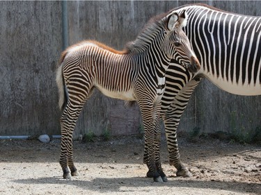 Tori, a six-year-old female Grevy's zebra, shows off her filly to the public at the Toronto Zoo on August 18, 2016.
