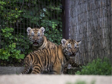 Two two-month-old Siberian tiger cubs are seen in their enclosure in the zoo in Veszprem, Hungary, August 3, 2016.