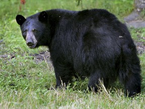 A 43-year-old man who was bow hunting in Weirdale is recovering in hospital after he was attacked by a black bear on Monday.