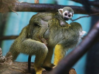 A baby squirrel monkey sits atop its mother's back at Northern Exotics in Sudbury, Onttario, September 7, 2016.