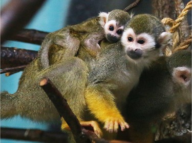 A baby squirrel monkey sits atop its mother's back at Northern Exotics in Sudbury, Onttario, September 7, 2016.