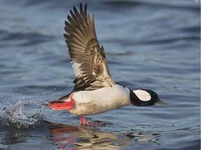 A male bufflehead duck in flight at the Shoal Harbour Migratory Bird Sanctuary. (photo by Suzanne Huot)