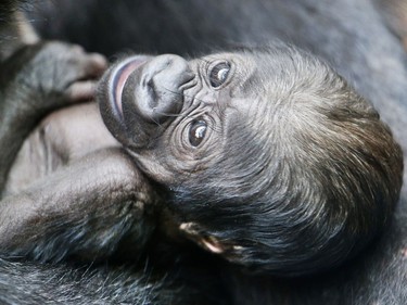 A six-days-old baby gorilla lies in the arms of its mother Shira in the zoo in Frankfurt, Germany, September 21, 2016.