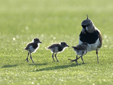 A female tero bird and its chicks are seen during Argentina's football team training session in Ezeiza, Buenos Aires, August 30, 2016.