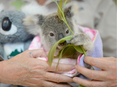 Shayne, a nine-month-old orphaned baby koala, is seen at the Australia Zoo Wildlife Hospital in this undated handout photo received September 19, 2016.