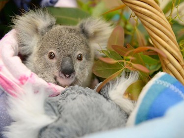 Shayne, a nine-month-old orphaned baby koala, is seen at the Australia Zoo Wildlife Hospital in this undated handout photo received September 19, 2016.