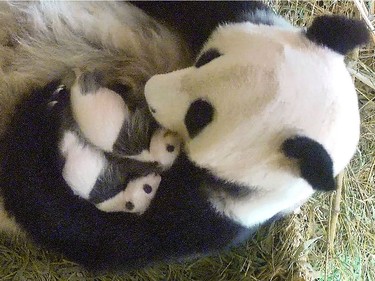 A video grab of panda mother Yang Yang holding her one-month-old twins born at the zoo, September 4, 2016.