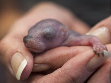 Barbara Gipson, Wildlife & Special Projects director, holds a baby squirrel that is about five days old at the Virginia Beach Society for the Prevention of Cruelty to Animals, September 12, 2016.