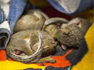 Four baby squirrels, just weeks old, sleep huddled together under a towel at the Virginia Beach Society for the Prevention of Cruelty to Animals, September 12, 2016.