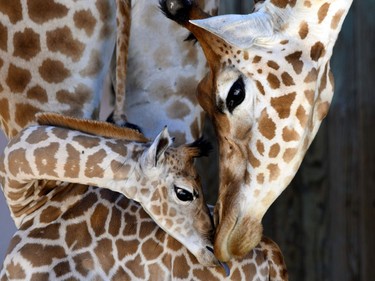 Baby giraffe Kenai (L), born on August 25, 2016, stands next to his 12-year-old mother Dioni on August 31, 2016 at the zoo in La Fleche, France.