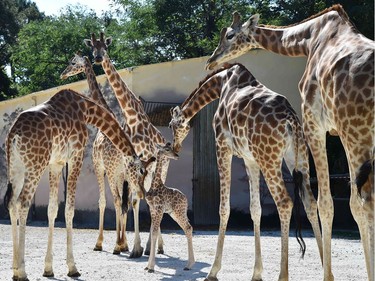 Baby giraffe Kenai (C), born on August 25, 2016, is surrounded by other giraffes on August 31, 2016 at the zoo in La Fleche, France.