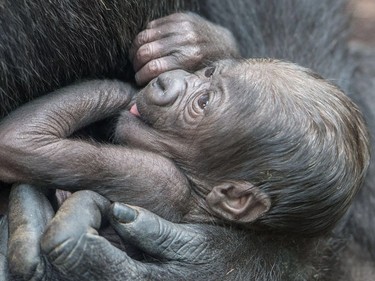 A six-day-old baby gorilla is pictured at the zoo in Frankfurt, Germany, September 21, 2016.