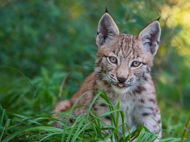 A young lynx is pictured at its enclosure of the Schorfheide wildlife park in Gross Schoenebeck, Germany, September 1, 2016.