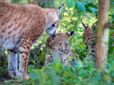 A lynx mother licks one of her cubs as another one looks on at their enclosure of the Schorfheide wildlife park in Gross Schoenebeck, Germany, September 1, 2016.