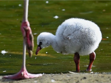 A two-week-old flamingo chick wades into the water at the zoo in Hanover, Germany, September 2, 2016.