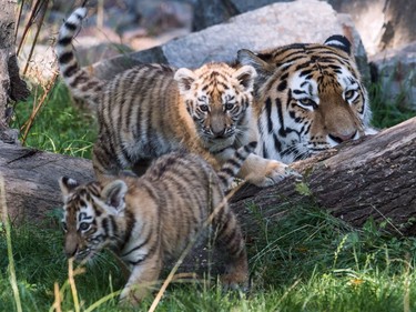 Tiger mother Dasha (R) watches her 10-week-old cubs Makar and Arila on September 6, 2016 at the zoo in Duisburg, Germany.