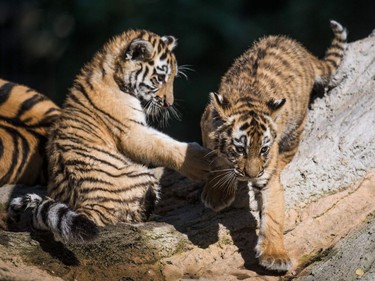 Ten-week-old tiger cubs Makar and Arila play on September 6, 2016 in their enclosure at the zoo in Duisburg, Germany.